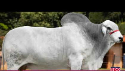 AMULETO DA COPAC